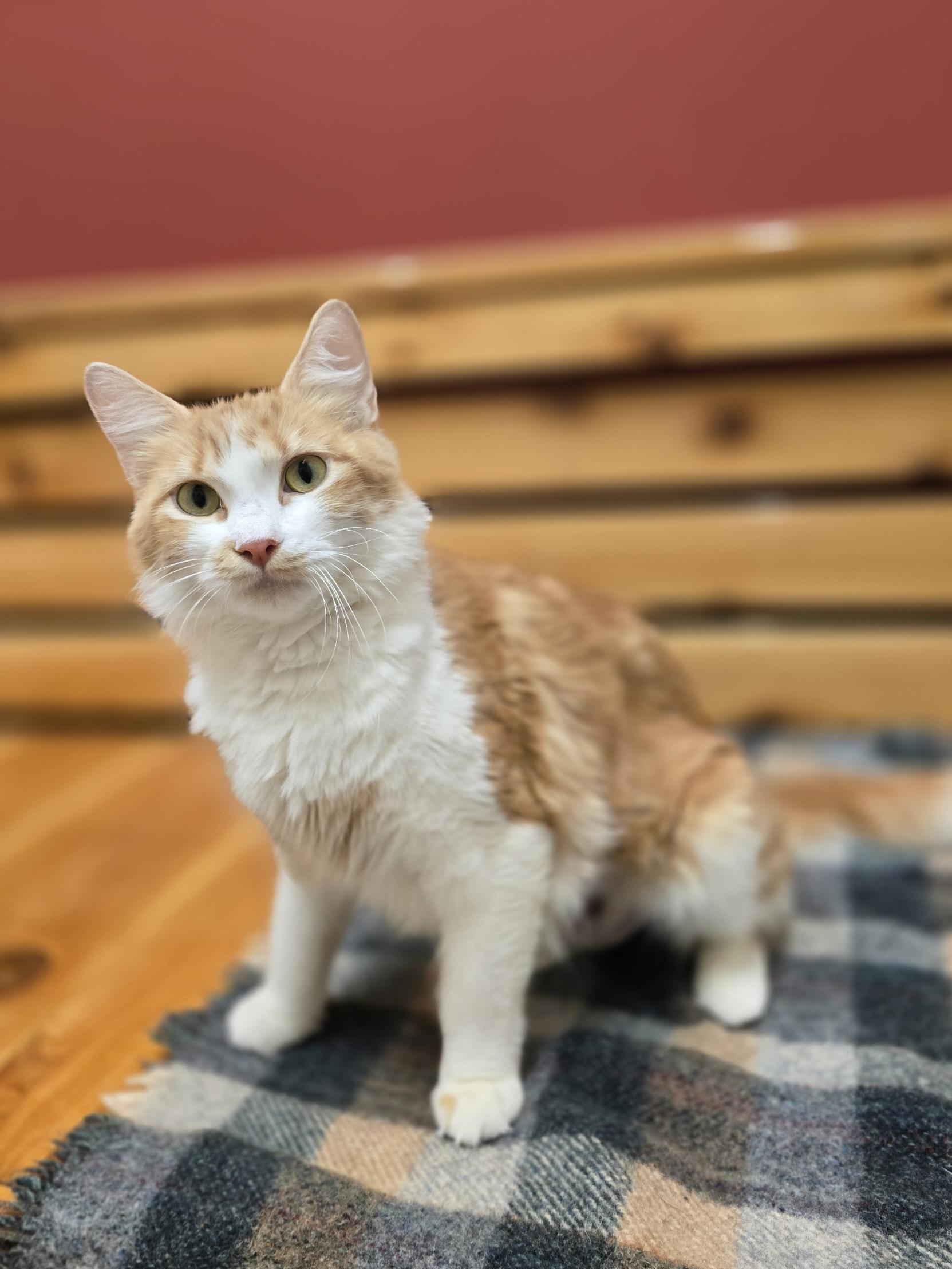 Daisy, a ADOPTABLE Domestic Medium Hair in Woodstock, IL image 3/3