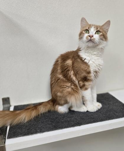 Daisy, a ADOPTABLE Domestic Medium Hair in Woodstock, IL image 3/3