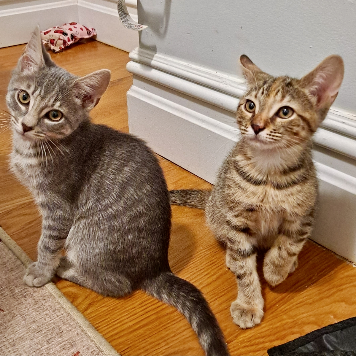 Cat for adoption Marina, a Domestic Short Hair in Jersey City, NJ