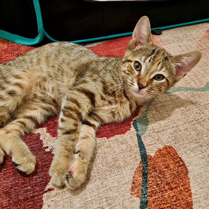 Cat for adoption Marina, a Domestic Short Hair in Jersey City, NJ