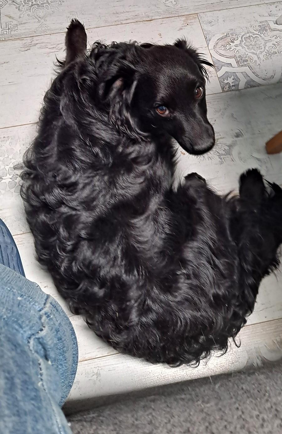 Enlarge Dave, an adoptable mixed breed in Albuquerque, NM image 1/1