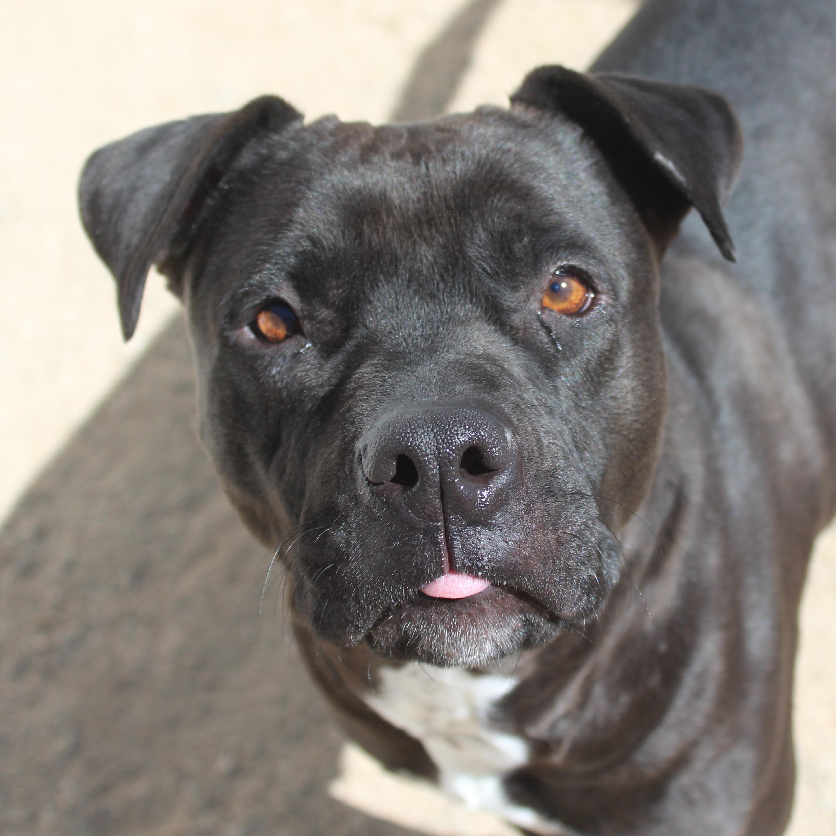 Riley (Solo Dog), a ADOPTABLE mixed breed in Yucca Valley, CA image 1/4