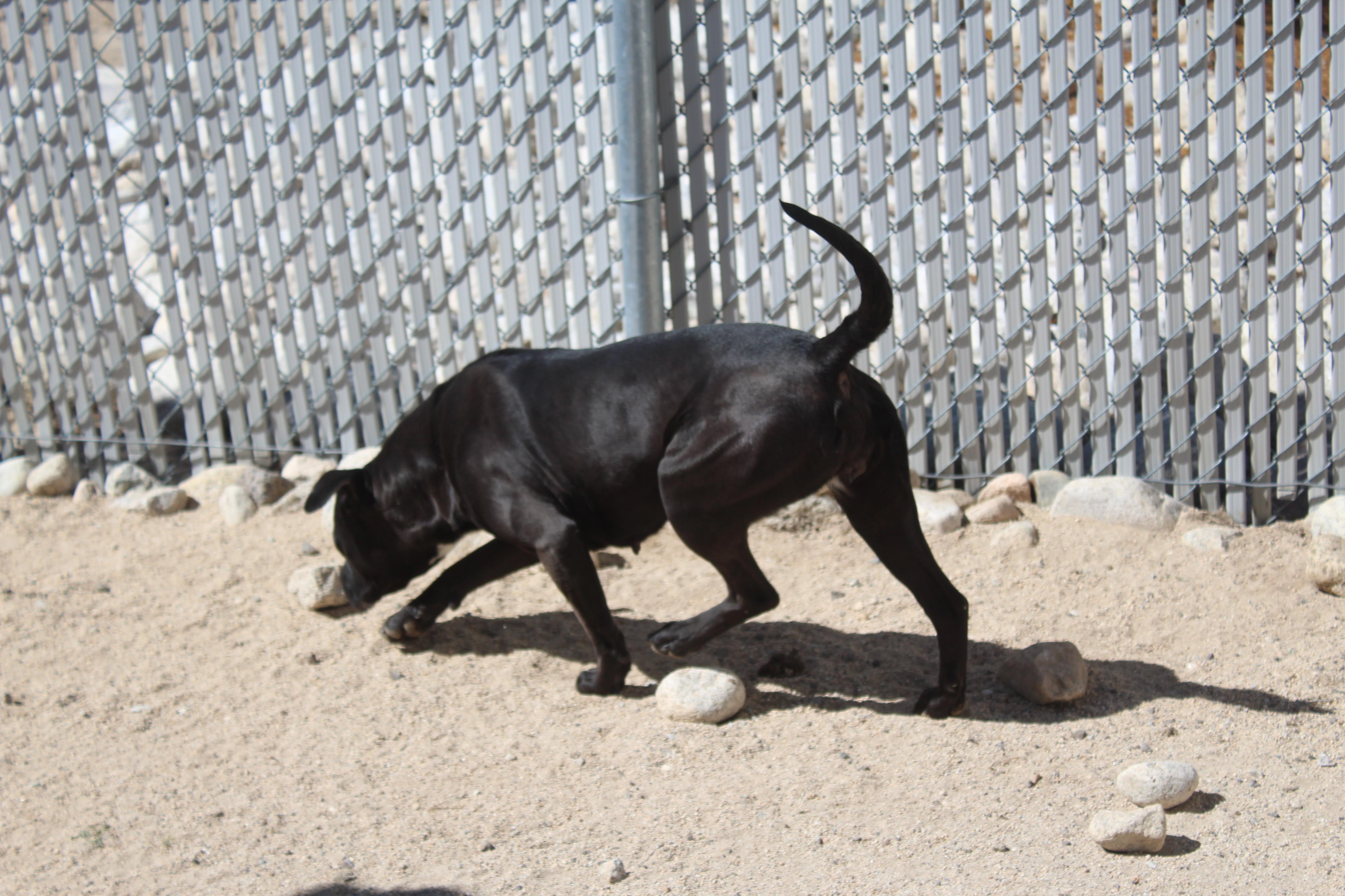 Riley (Solo Dog), a ADOPTABLE mixed breed in Yucca Valley, CA image 4/4