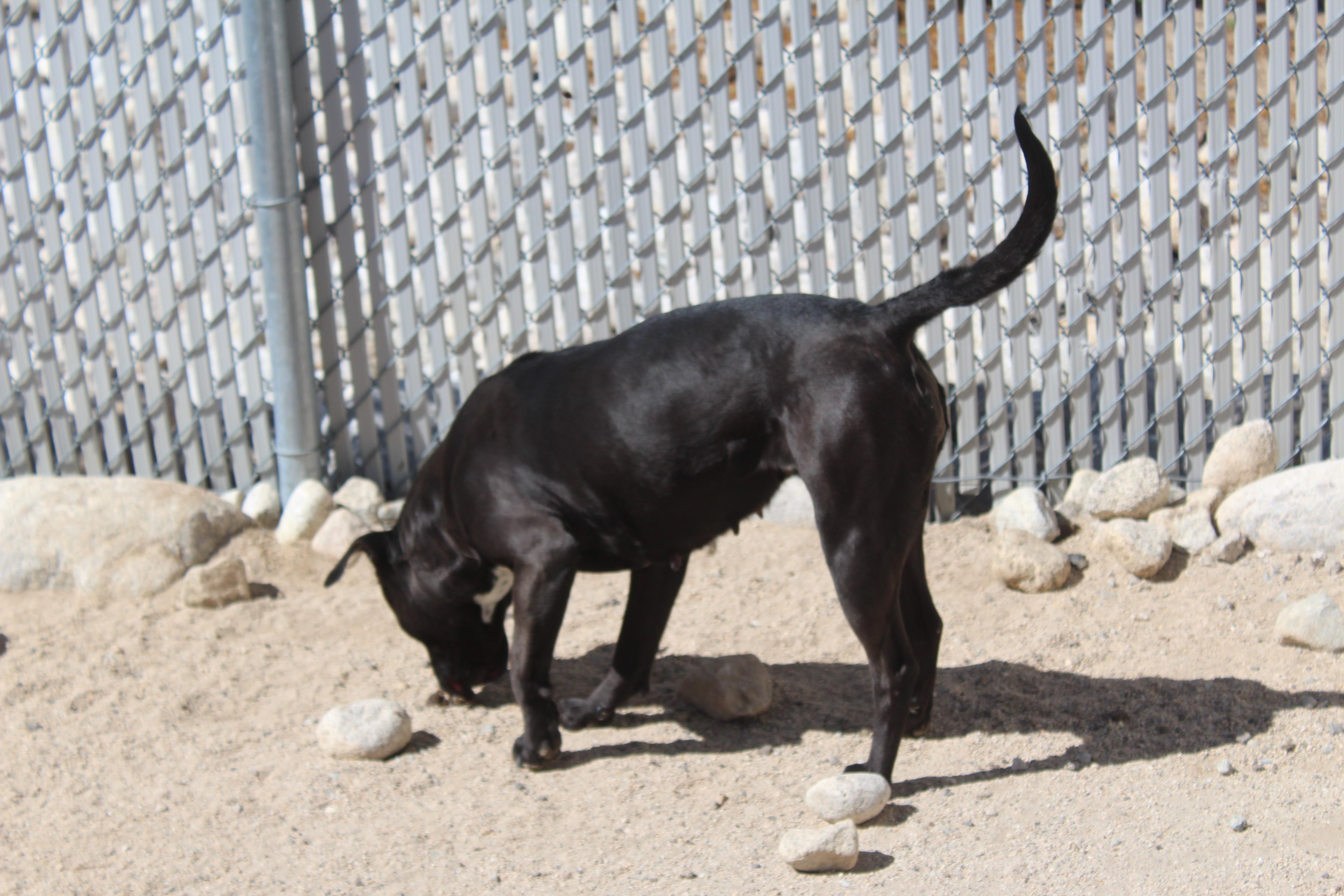 Riley (Solo Dog), a ADOPTABLE mixed breed in Yucca Valley, CA image 2/4