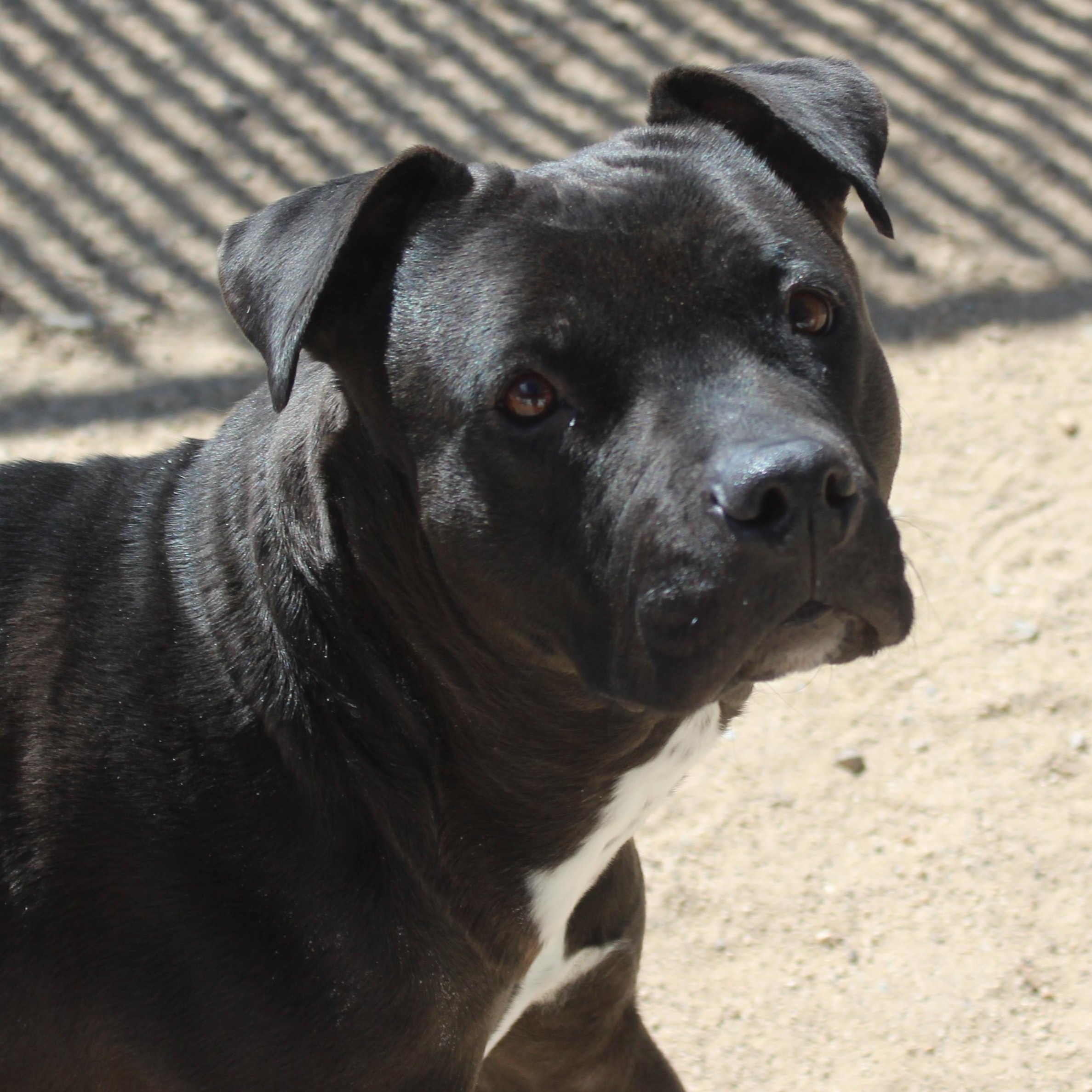 Riley (Solo Dog), a ADOPTABLE mixed breed in Yucca Valley, CA image 3/4