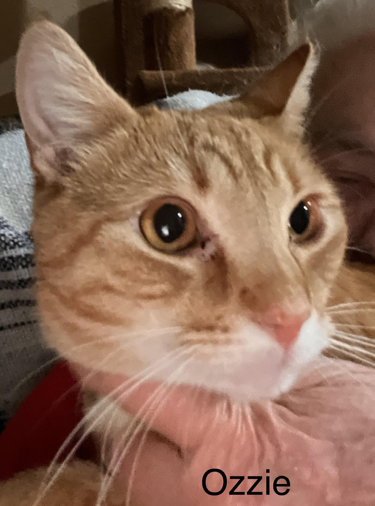 Ozzie, Adoptable, Adult Male American Shorthair.