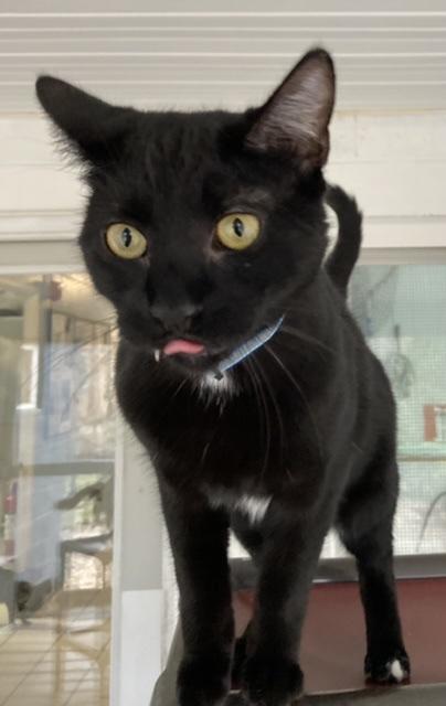 Vance, ADOPTABLE, Adult Male Domestic Short Hair.