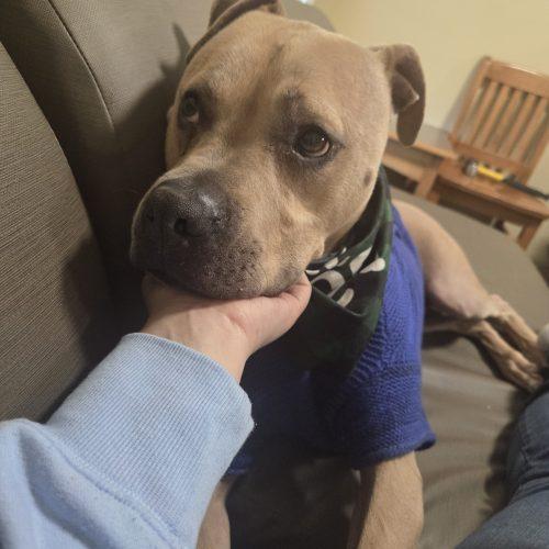 Silver, Adoptable, Adult Male Boxer & Pit Bull Terrier.