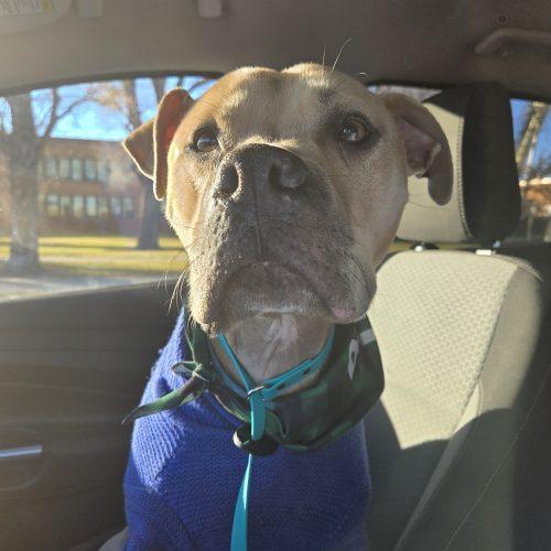 Enlarge Silver, a Adoptable mixed breed in Grand Junction, CO image 2/6