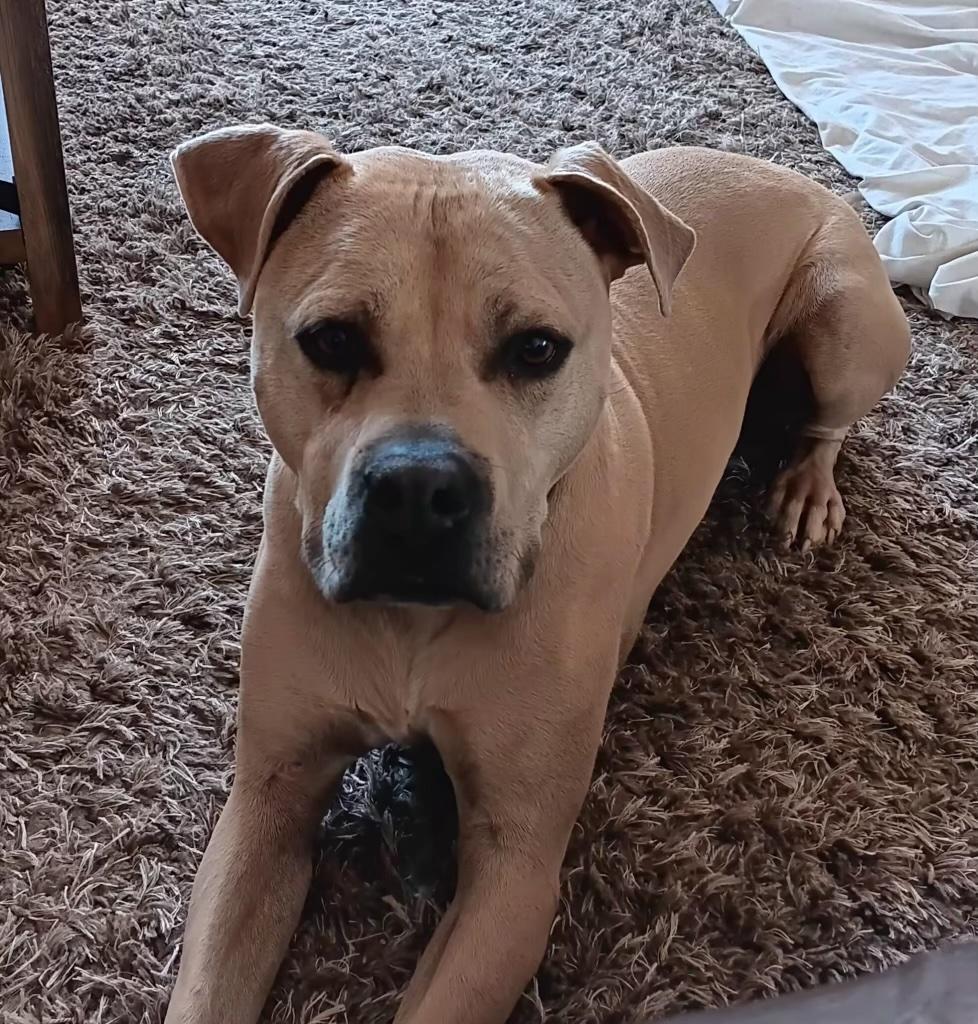 Enlarge Toby, a Adoptable mixed breed in Grand Junction, CO image 2/5