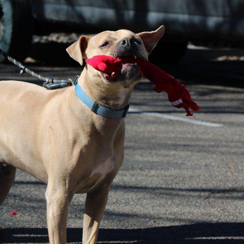 Enlarge Silver, a Adoptable mixed breed in Grand Junction, CO image 3/6