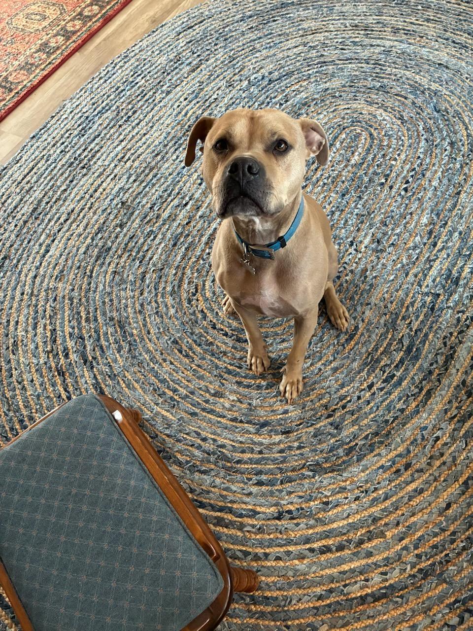 Enlarge Silver, a Adoptable mixed breed in Grand Junction, CO image 4/6