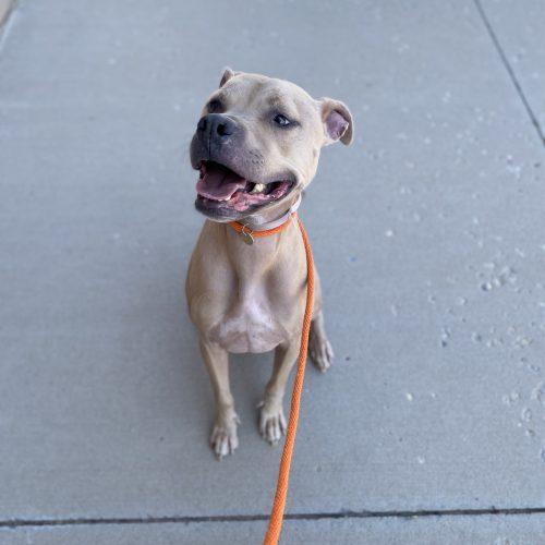 Silver, Adoptable, Adult Male Pit Bull Terrier & Mixed Breed.