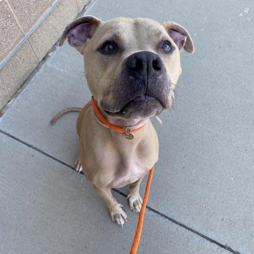 Enlarge Silver, a Adoptable mixed breed in Grand Junction, CO image 5/6