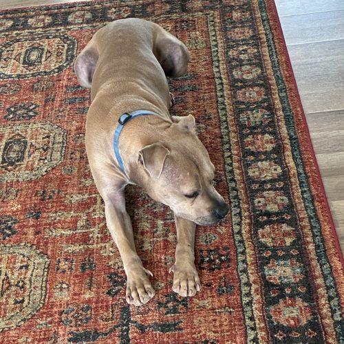 Enlarge Silver, a Adoptable mixed breed in Grand Junction, CO image 6/6