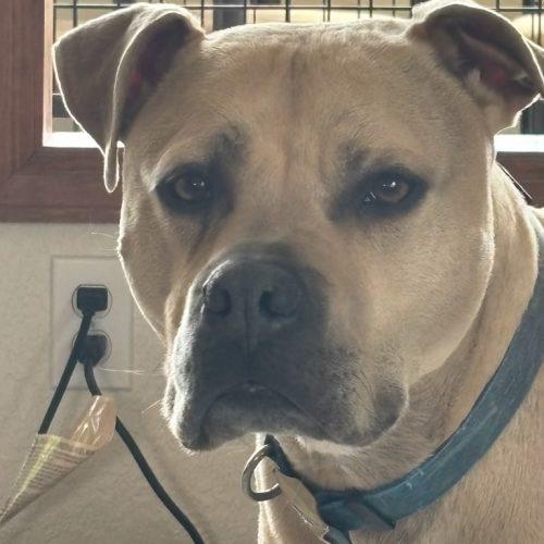 Enlarge Toby, a Adoptable mixed breed in Grand Junction, CO image 4/5