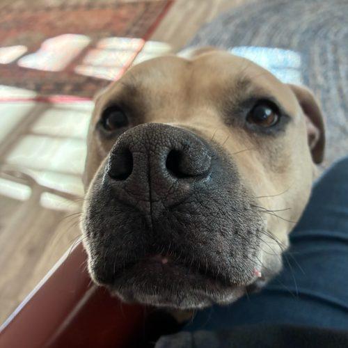 Enlarge Toby, a Adoptable mixed breed in Grand Junction, CO image 5/5