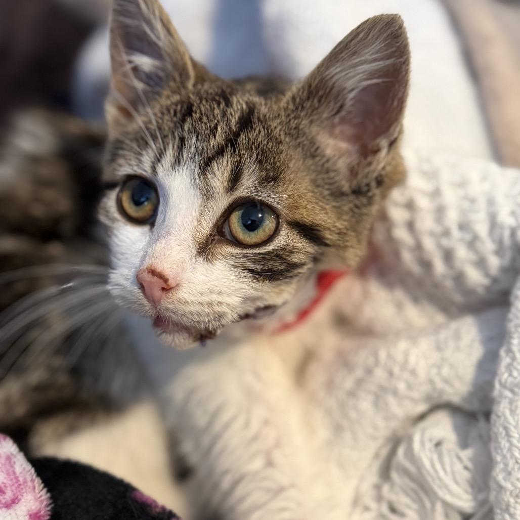 Enlarge Cheeky, a Adoptable Domestic Short Hair in Middle Village, NY image 1/6