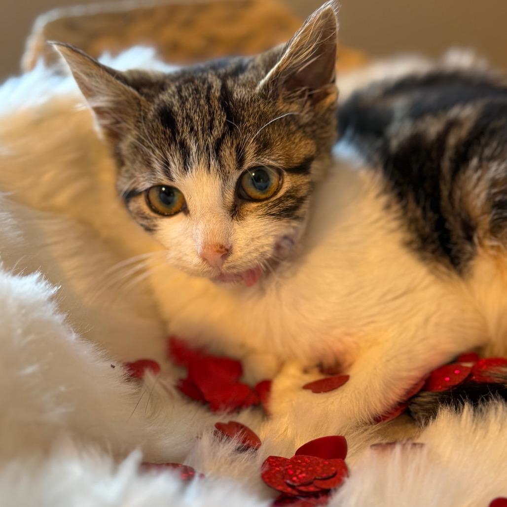 Enlarge Cheeky, a Adoptable Domestic Short Hair in Middle Village, NY image 2/6