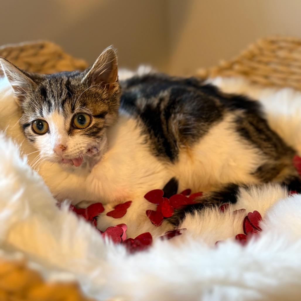 Enlarge Cheeky, a Adoptable Domestic Short Hair in Middle Village, NY image 3/6
