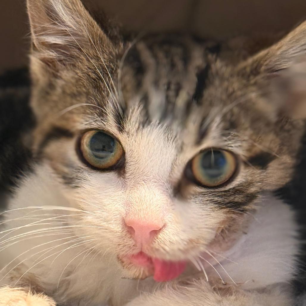 Enlarge Cheeky, a Adoptable Domestic Short Hair in Middle Village, NY image 4/6