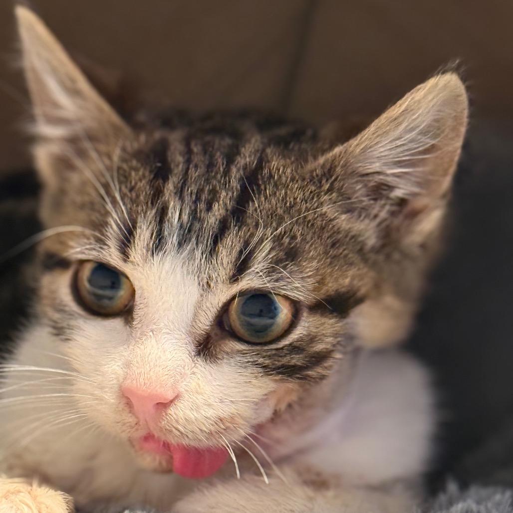 Enlarge Cheeky, a Adoptable Domestic Short Hair in Middle Village, NY image 5/6