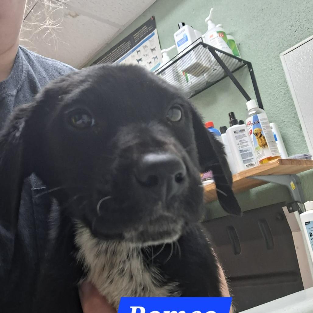 Enlarge Romeo, a Adoptable Black Labrador Retriever in Madill, OK image 1/2