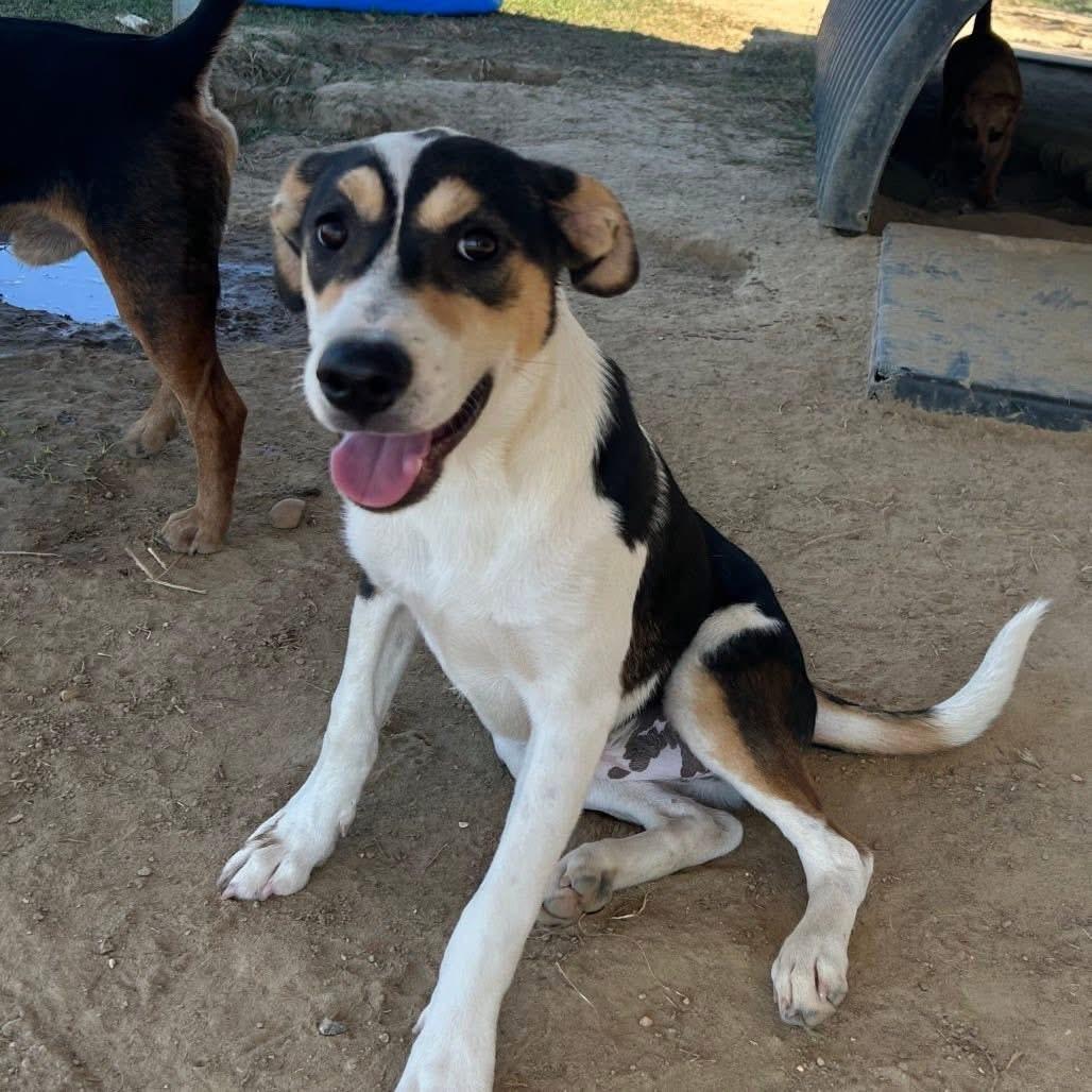 Foster NOVA!
