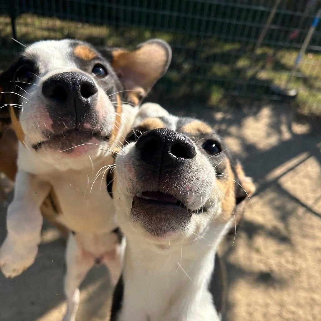Foster NOVA!