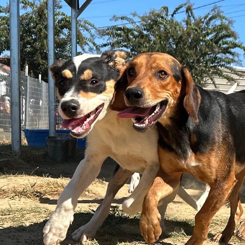 Foster NOVA!