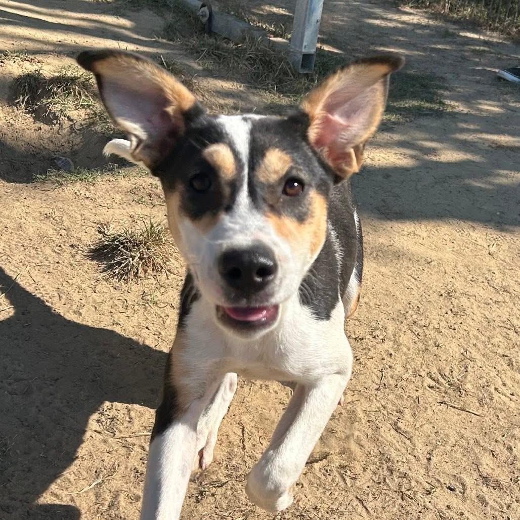 Foster NOVA!