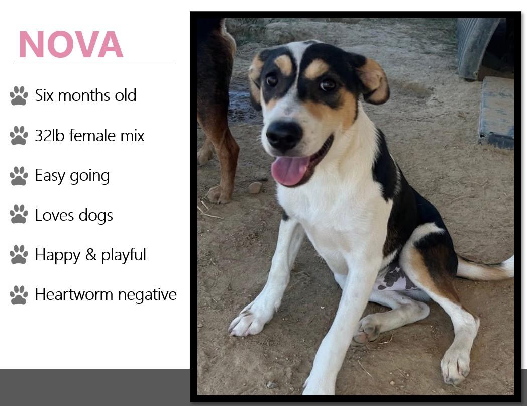 Foster NOVA!