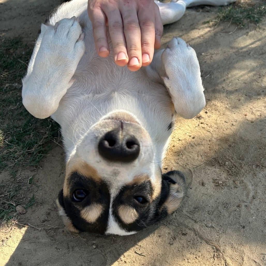 Foster NOVA!