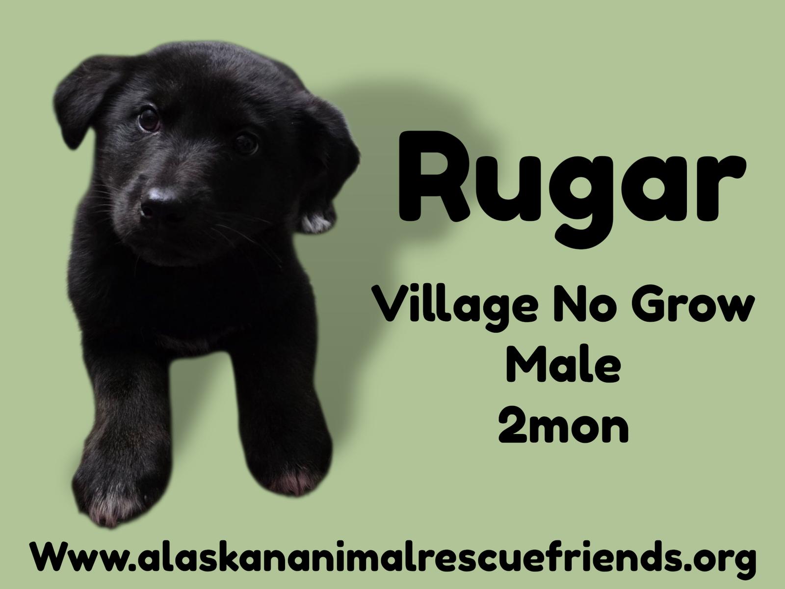 Rugar, Adoptable, Puppy Male Corgi.