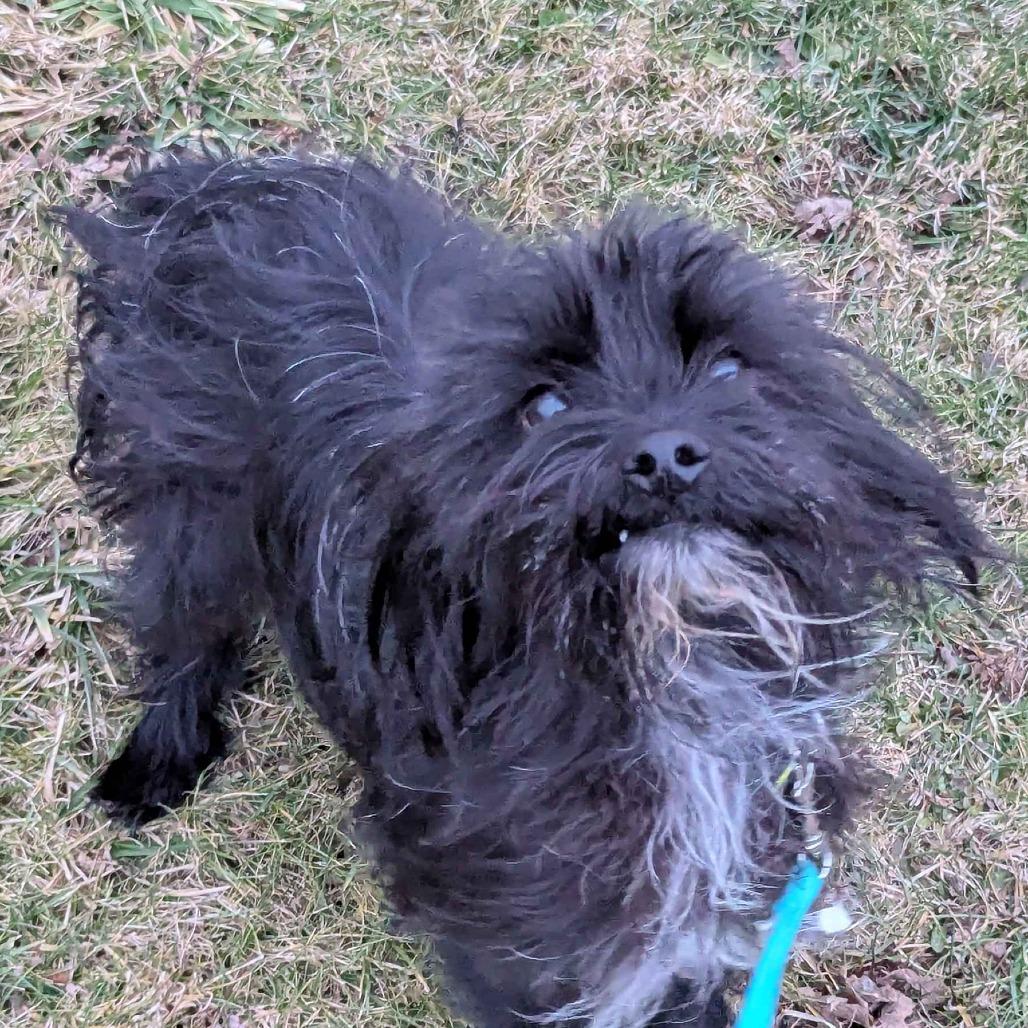 Enlarge Gizmo, a Adoptable mixed breed in Marysville, OH image 1/1