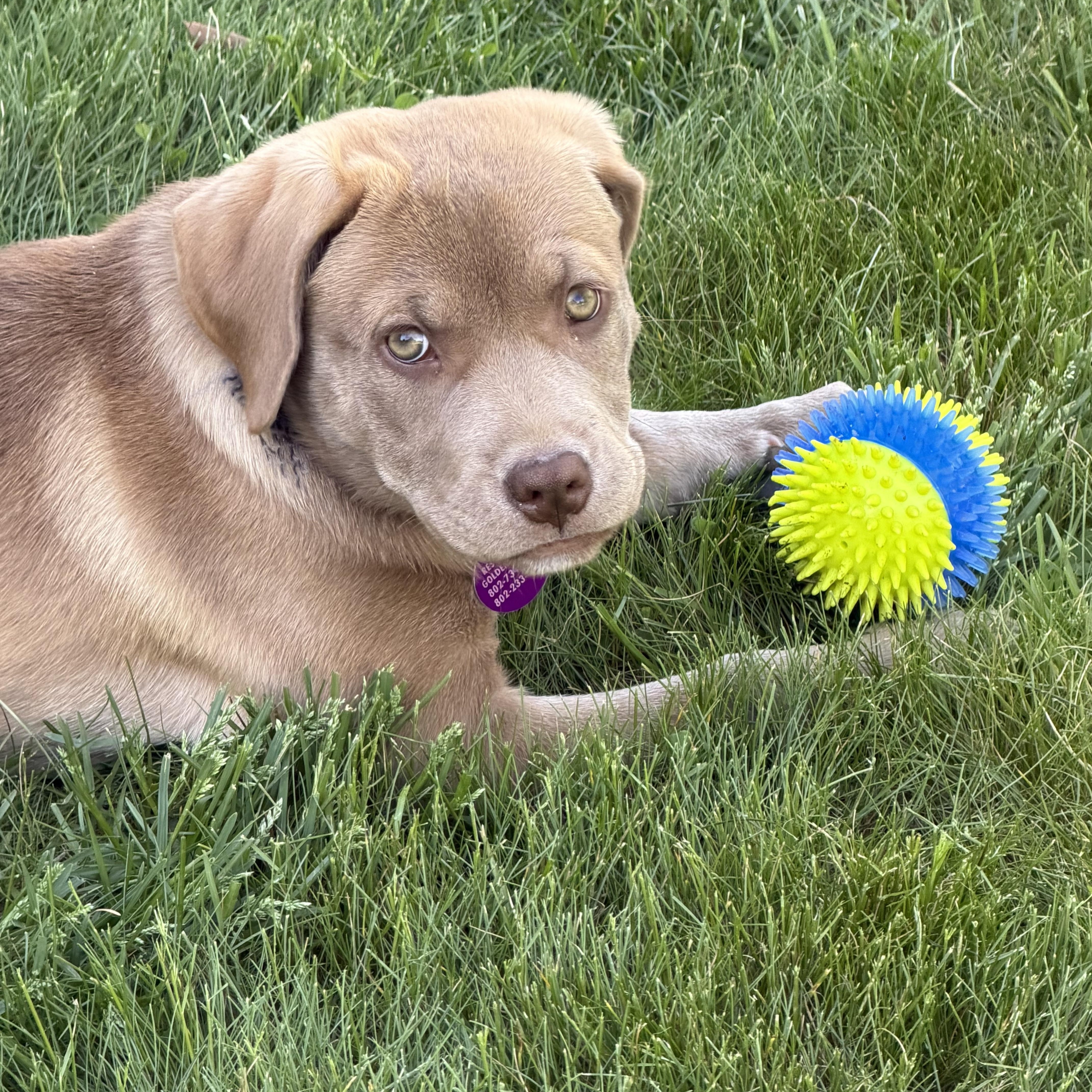 Enlarge Willow - ADOPTED, an adopted mixed breed in Mashpee, MA image 2/3