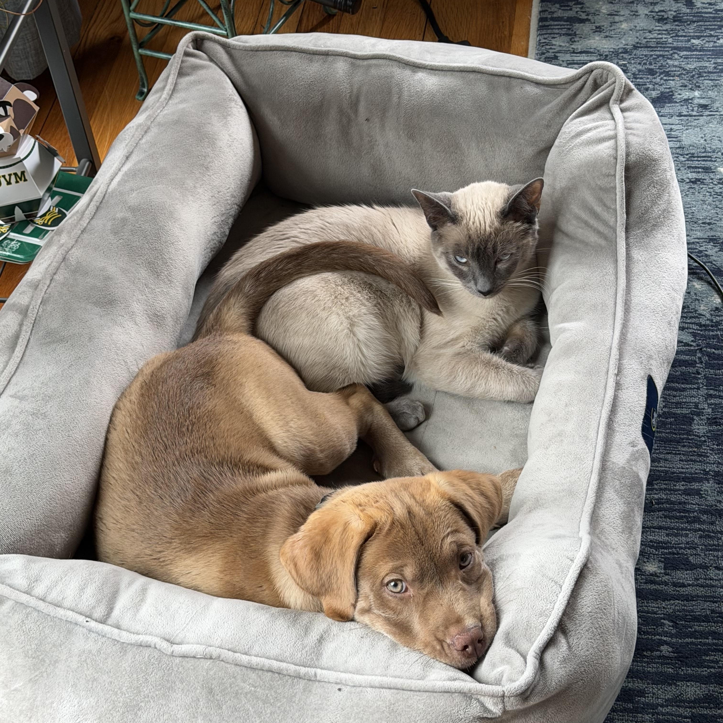 Enlarge Willow - ADOPTED, an adopted mixed breed in Mashpee, MA image 3/3