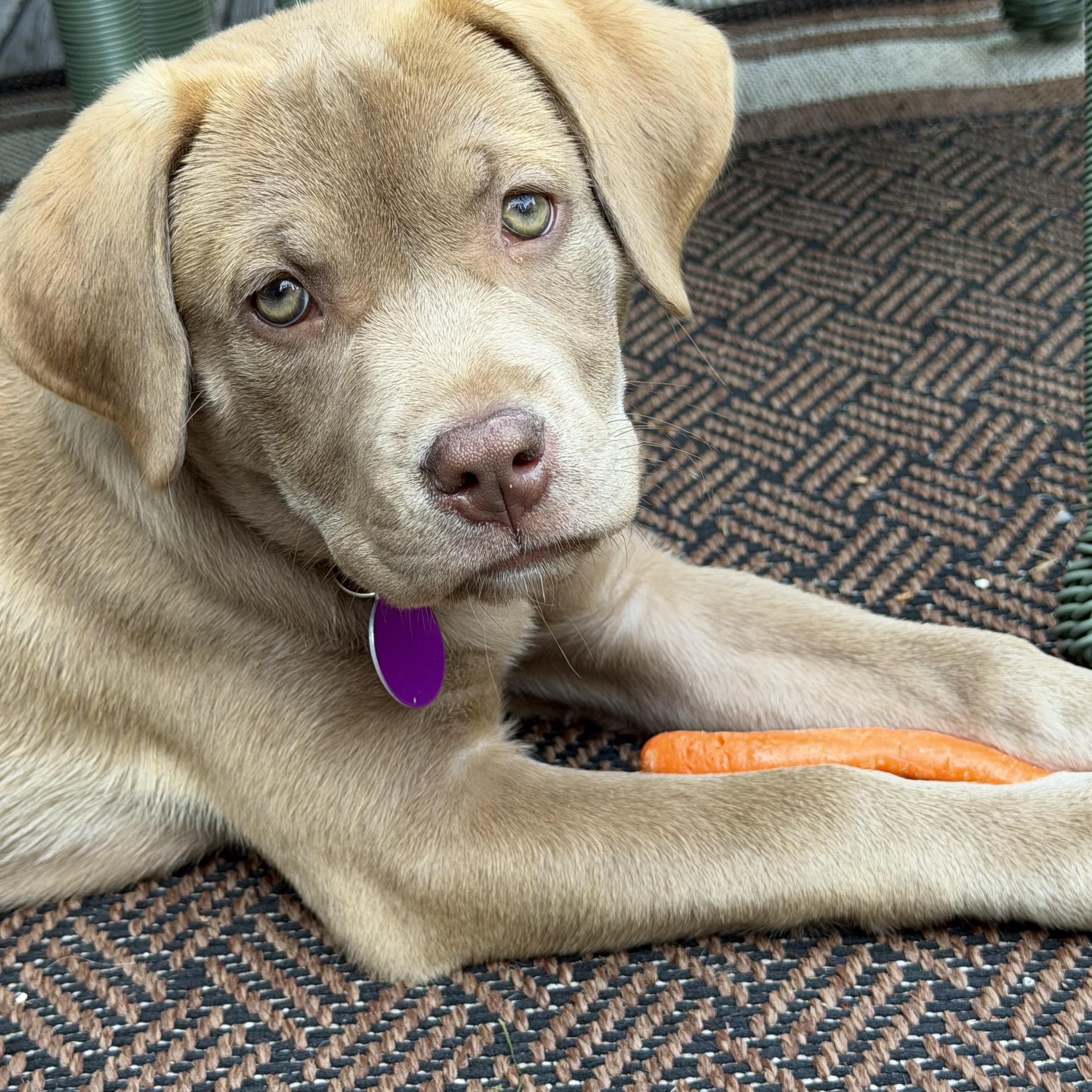 Enlarge Willow - ADOPTED, an adopted mixed breed in Mashpee, MA image 1/3