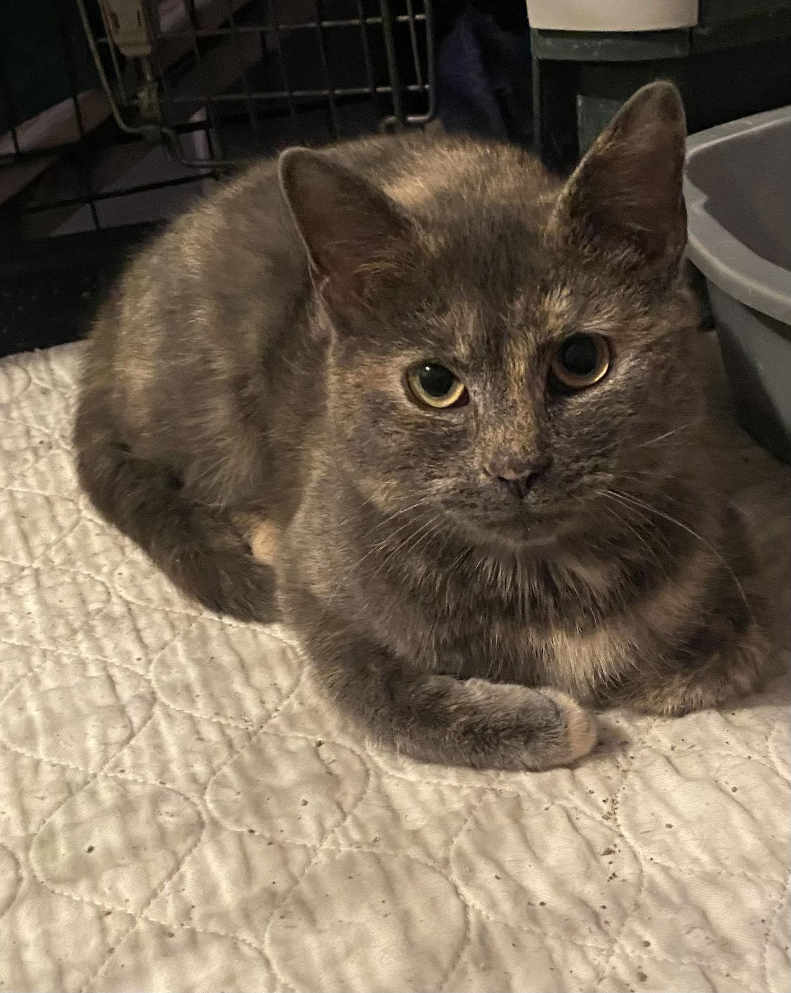 Violet, Adopted, Young Female Domestic Short Hair.