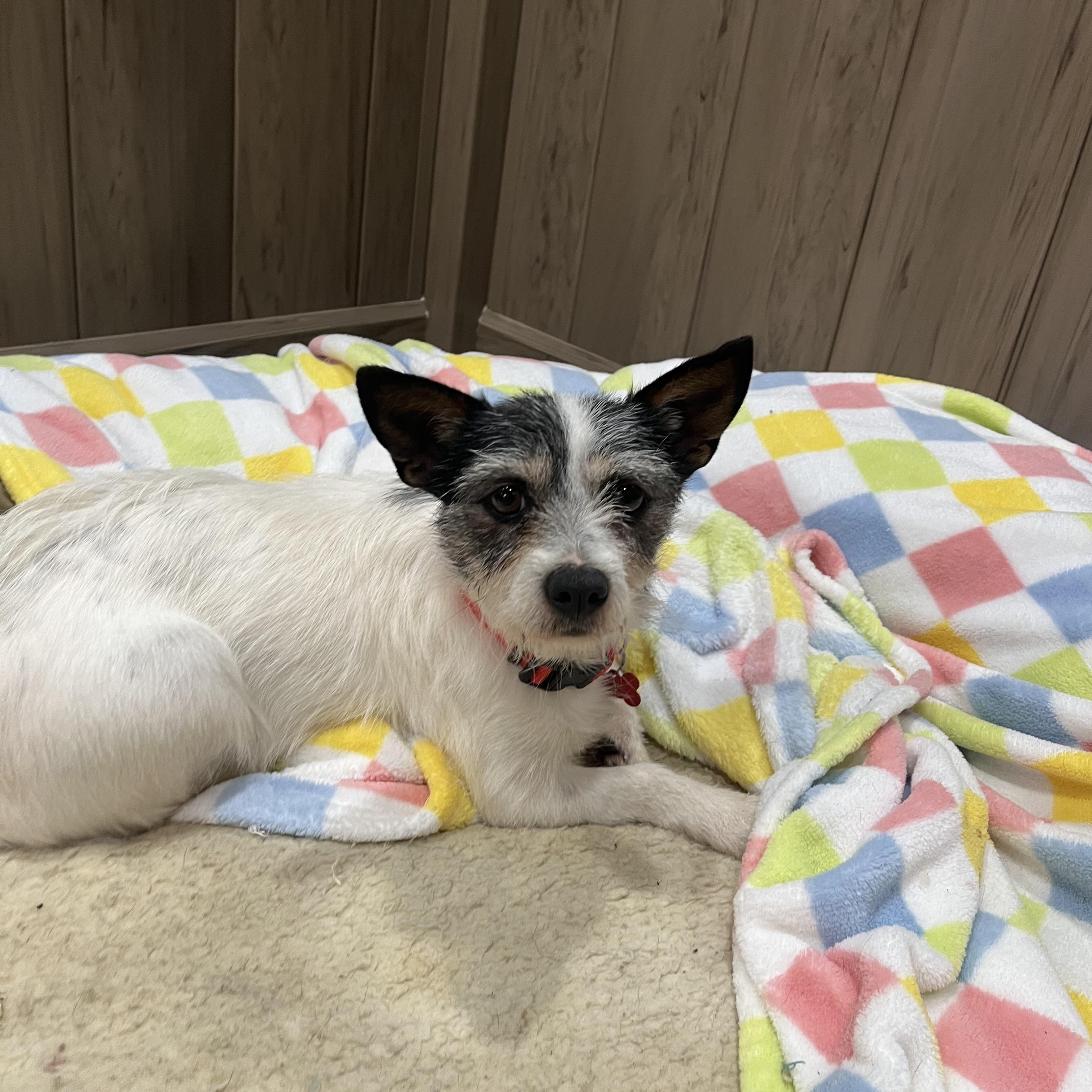 Windy, ADOPTABLE, Adult Female Terrier.