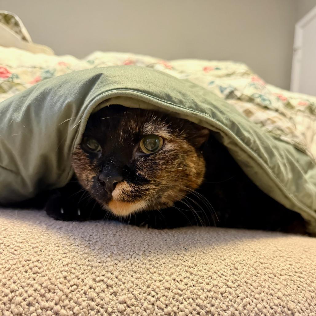 Baklava, adopted, Adult Female Domestic Short Hair.