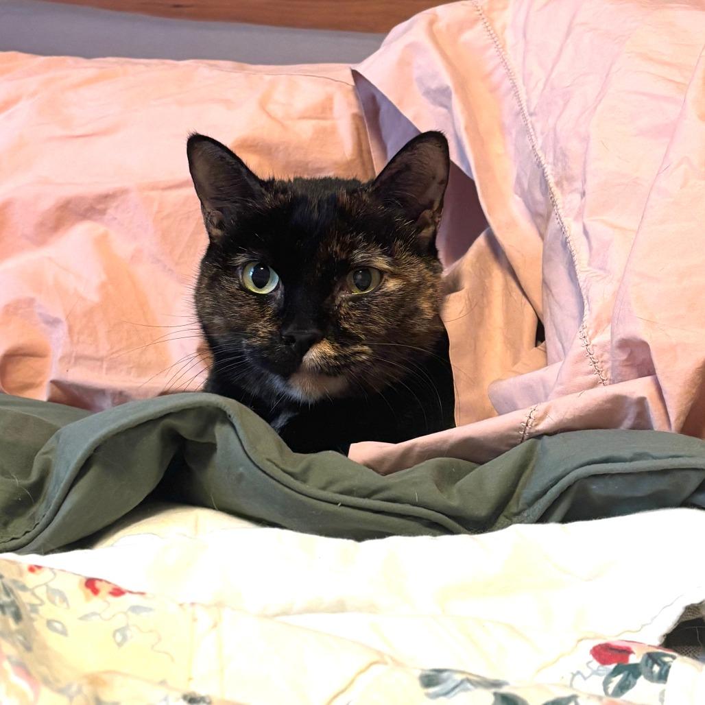 Enlarge Baklava, an adopted Domestic Short Hair in Evanston, IL image 2/3