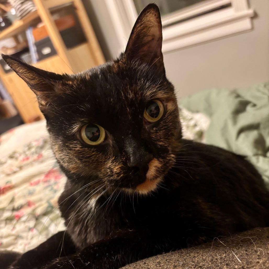 Enlarge Baklava, an adopted Domestic Short Hair in Evanston, IL image 3/3