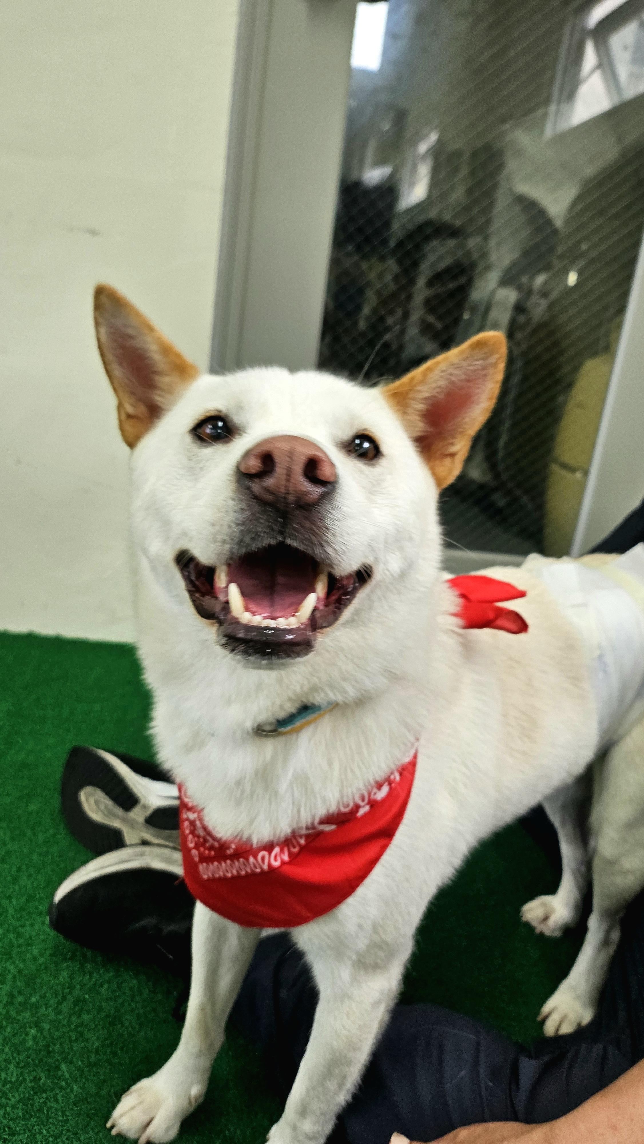 Enlarge LUCA, a ADOPTABLE mixed breed in Centreville, VA image 2/6
