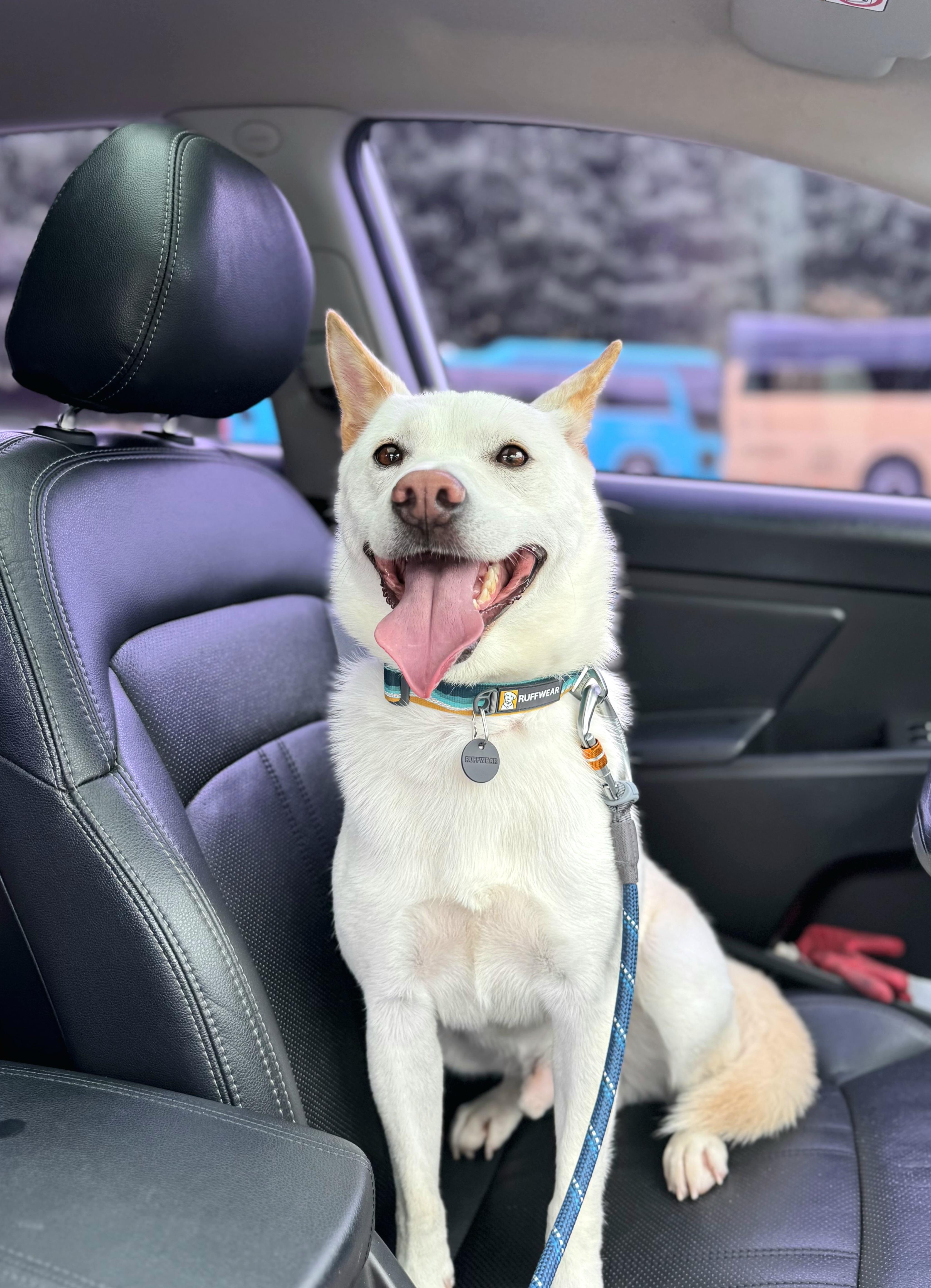 LUCA, ADOPTABLE, Young Male Jindo.