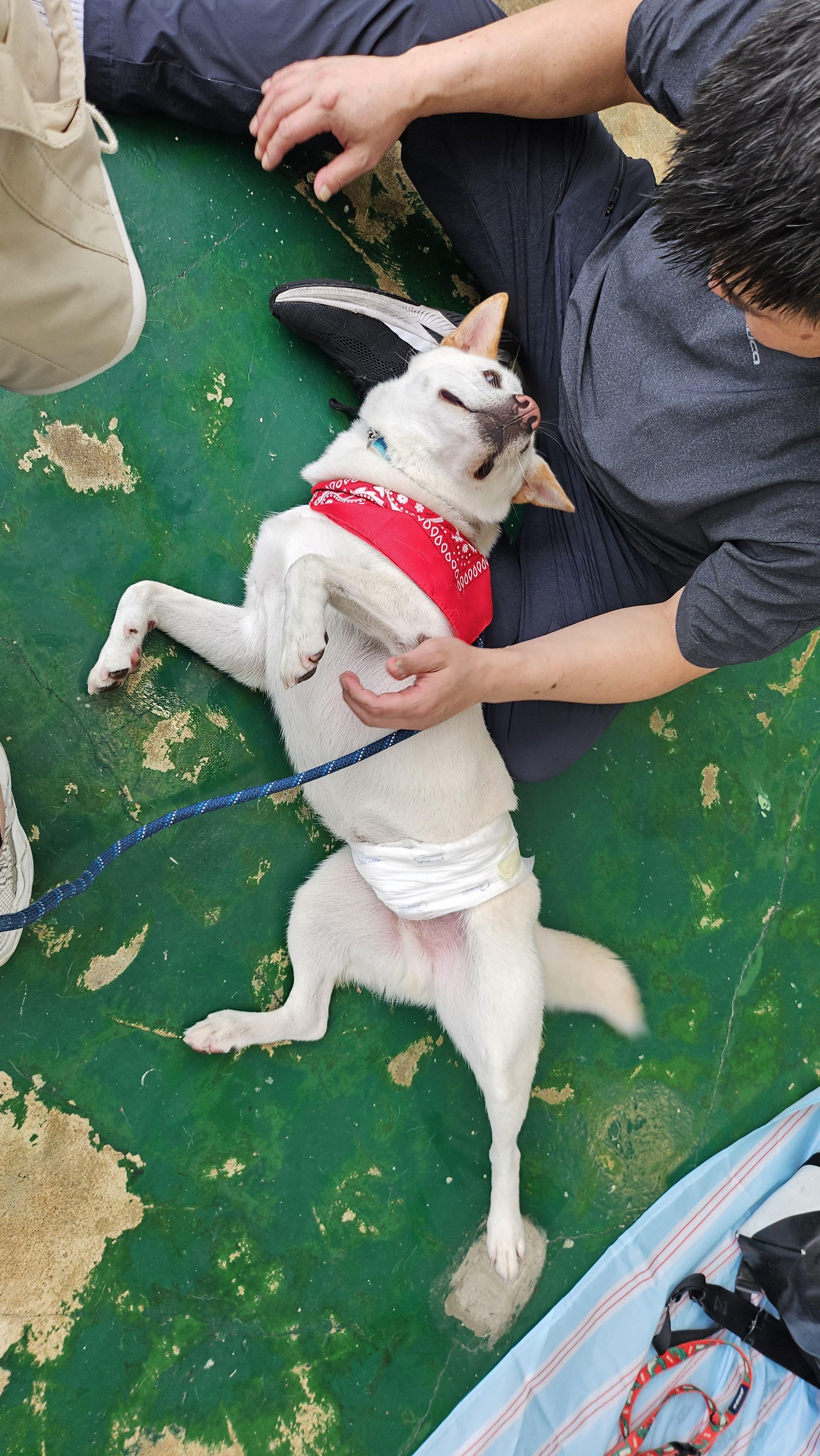 Enlarge LUCA, a ADOPTABLE mixed breed in Centreville, VA image 6/6