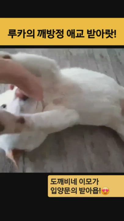 Enlarge LUCA, a ADOPTABLE mixed breed in Centreville, VA video 5/6