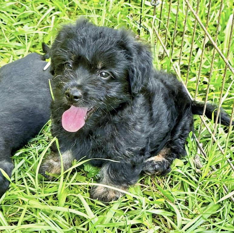 Merritt, adopted, Puppy Male Morkie.