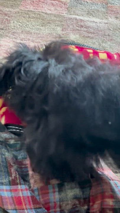 Enlarge Merritt, an adopted mixed breed in Brentwood, TN video 3/3