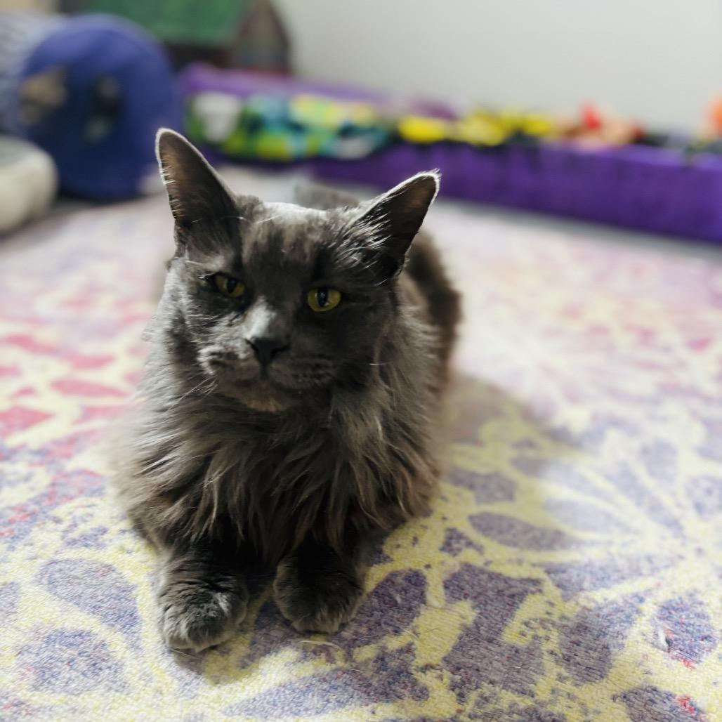 Nimbus — thumbnail 3